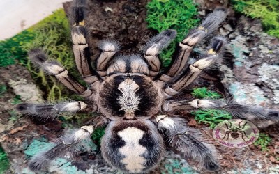 poecilotheria metallica female 13-14 cm tarantula